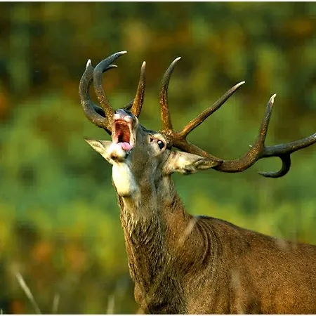La Sierra De Monfraguee *