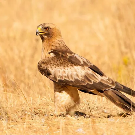 La Sierra De Monfraguee בית כפרי *