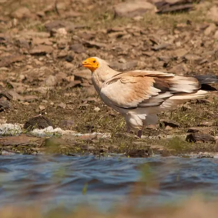 La Sierra De Monfraguee Country house *