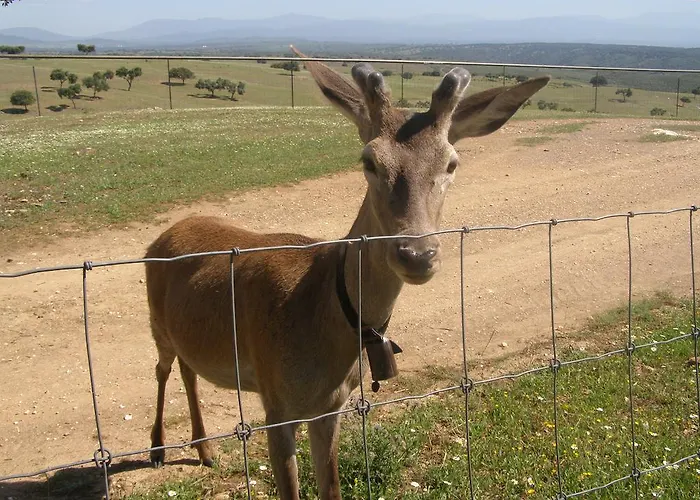 Летний дом La Sierra De Monfraguee Мальпартида-де-Пласенсия